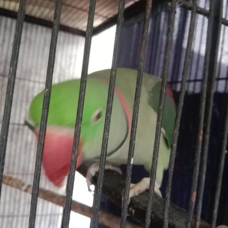 jumbo,size rawo parat — photo 2