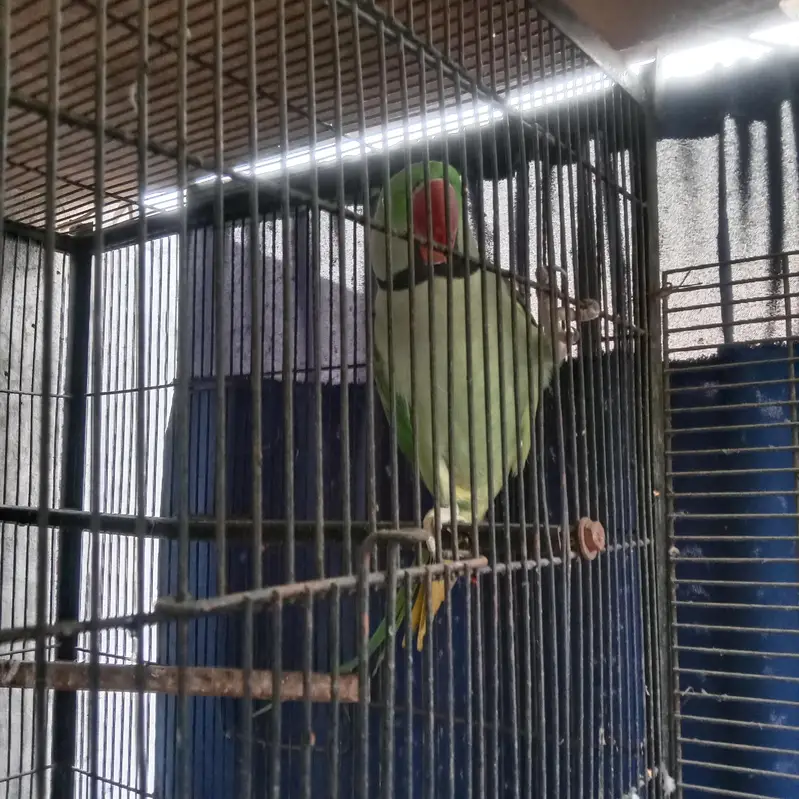 jumbo,size rawo parat — photo 3
