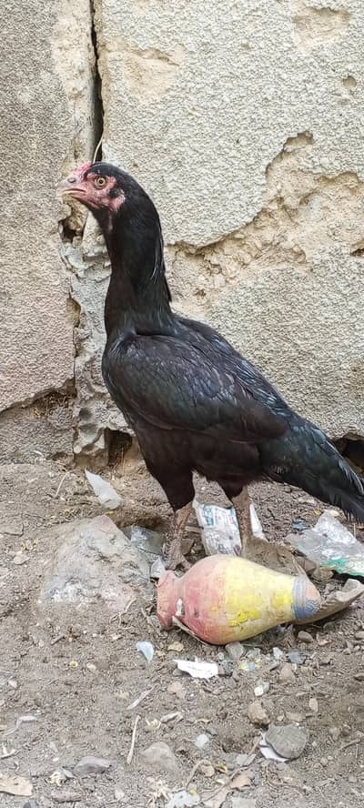 Atif Aslam murgi hai black color mein