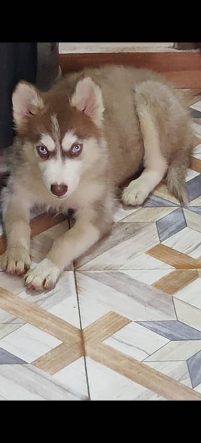 Brown female Siberian Husky