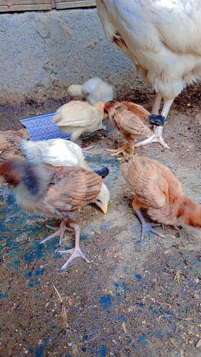 Aseel Murgi chiks home Breed