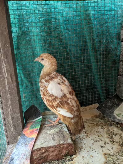 Irani breeder male teeter for sale