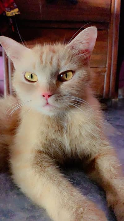 Persian cats