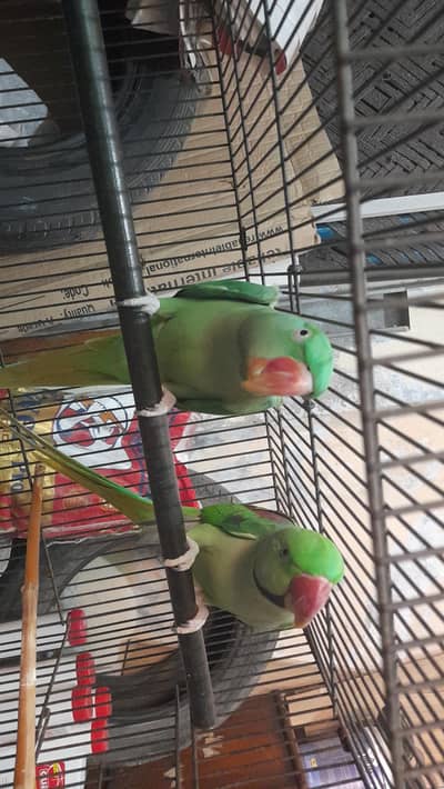kashmiri Raw Breeder Pair for sale