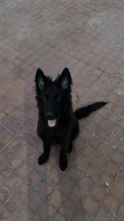 Black shepherd Long coat Pedigreed