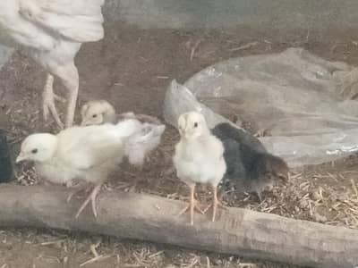 5 Aseel Chicks and 4 pure desi chicks.
