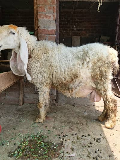 KAJLI BHEER FOR SALE