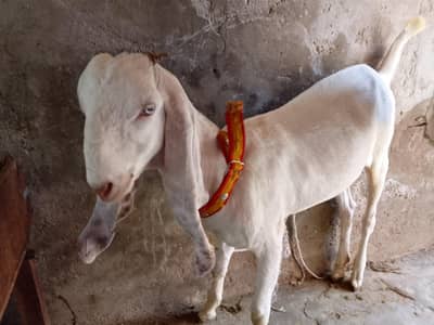 Female Goat