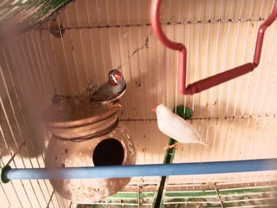 finches for sale.