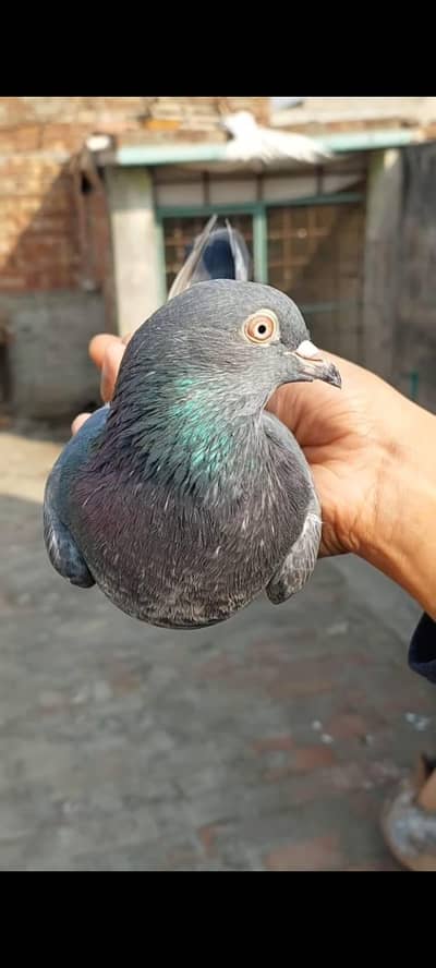 Pure Dabwali Maadi for sale