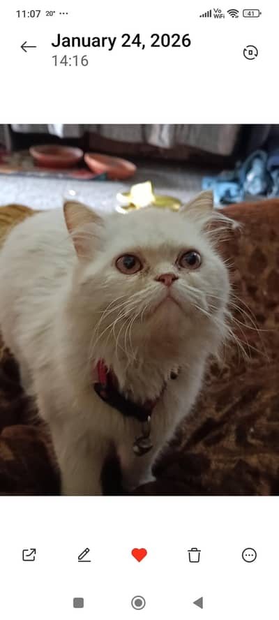 cat for sale