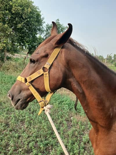 Brown Female Horse for sale