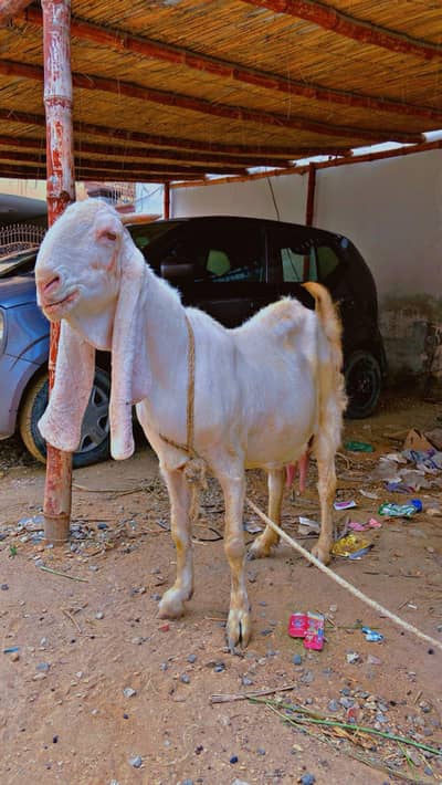 Gulabi and Teddi Pregnant bakri
