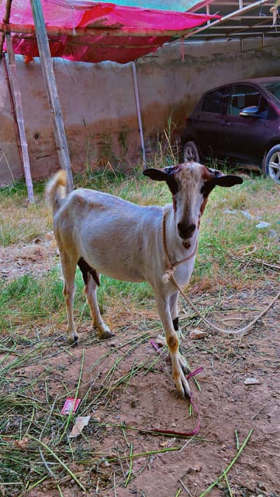Teddi Pregnant bakri