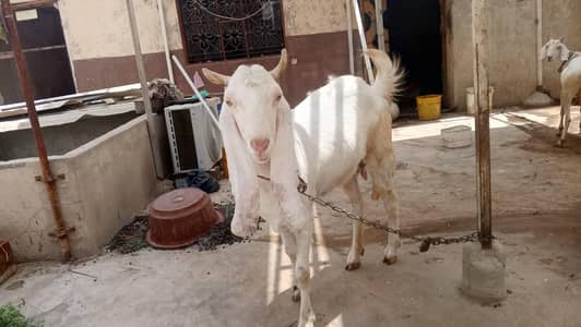 gulabi cross bakri for sale