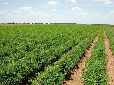 2 Acre Agricultural Land for Sale Chak 39/3-R, Okara.
