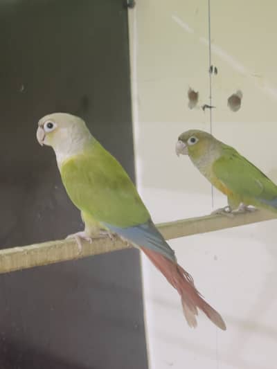 CONURE GREEN CHEEKED PAIR
