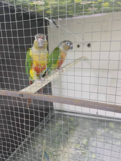 Cocktail/Creem cocktail / gray cockail / conure/green cheeked conure