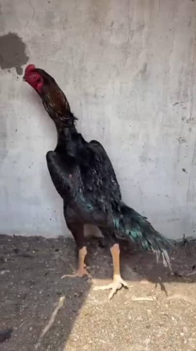 Black German O Shamo
