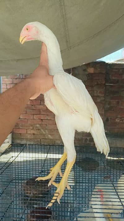 aseel shamo | white shamo| king size shamo |german shamo | 3 month old