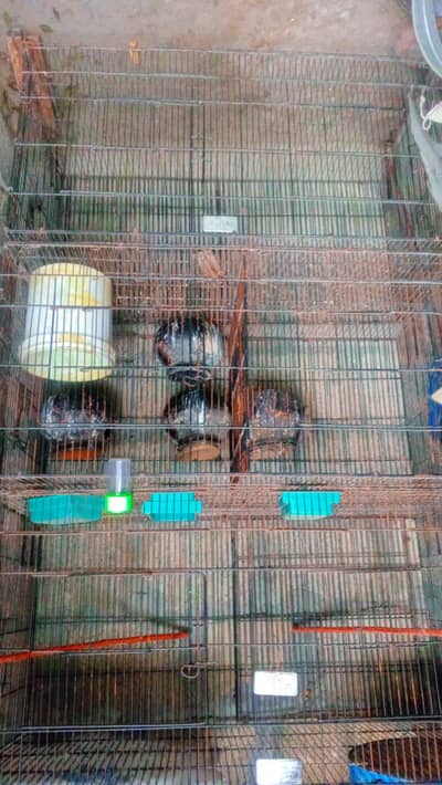 parrots and finches