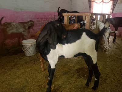 makkhi chini or pital