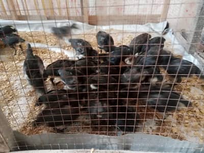 Home Breed Astralope chicks   and fancy chicks for sale