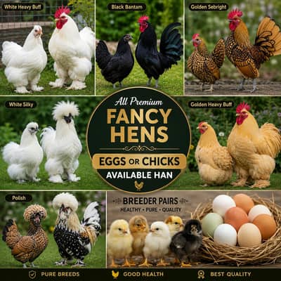 Fancy breeds premium quality Eggs + Chicks