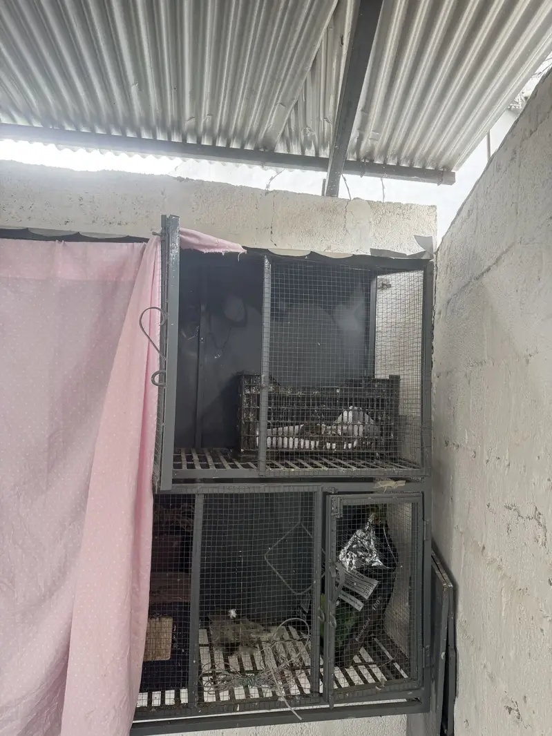 Chance cage — photo 2