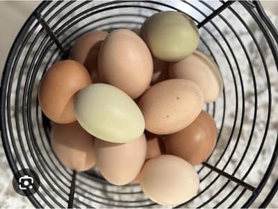 fresh fertile eggs are available