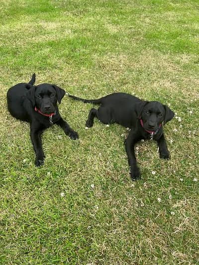 Lebra dogs pair