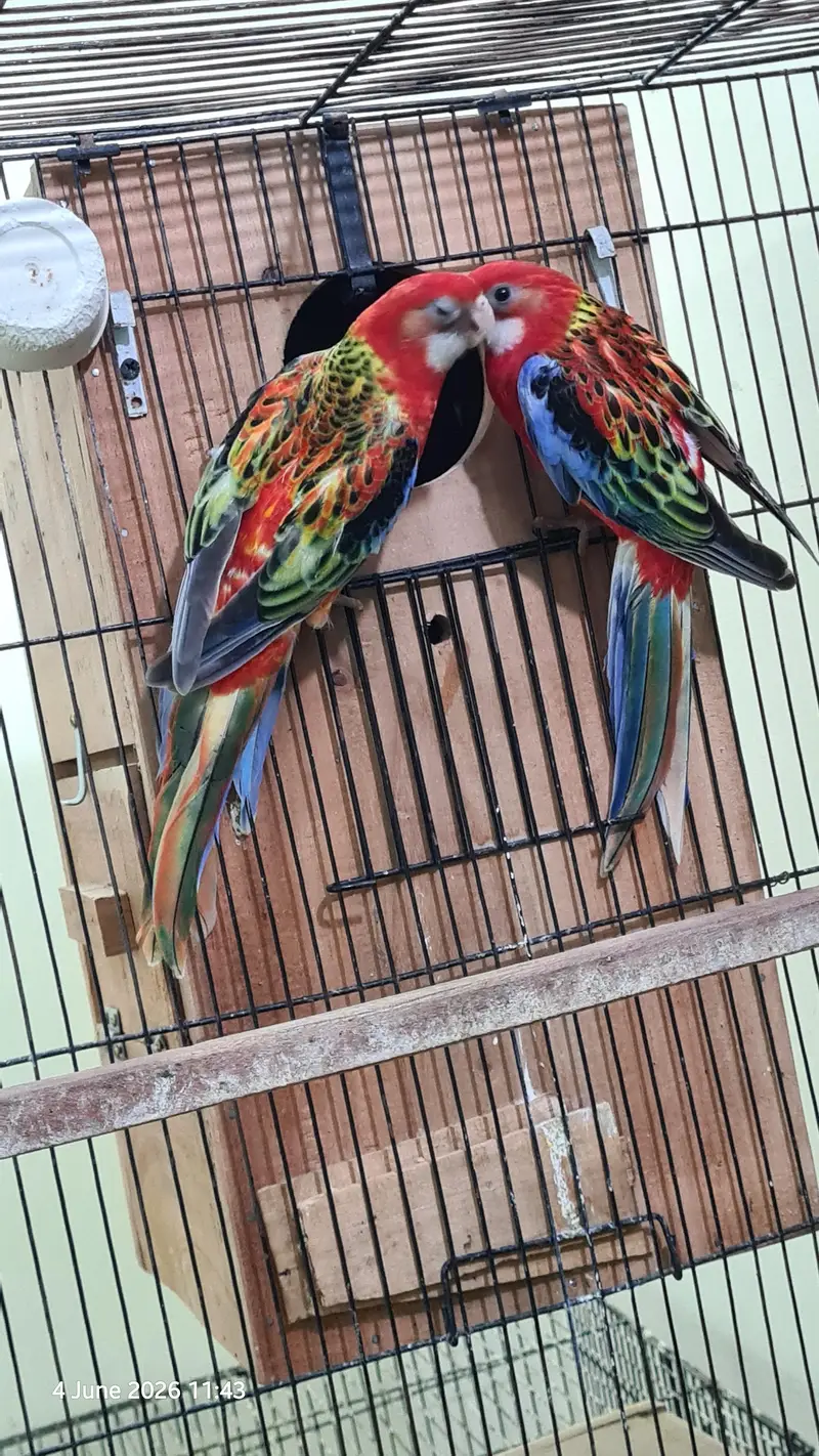 Red Rosella split rubino males with DNA — photo 2