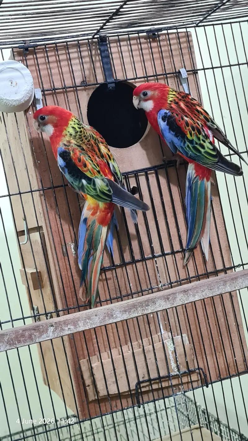 Red Rosella split rubino males with DNA — photo 3