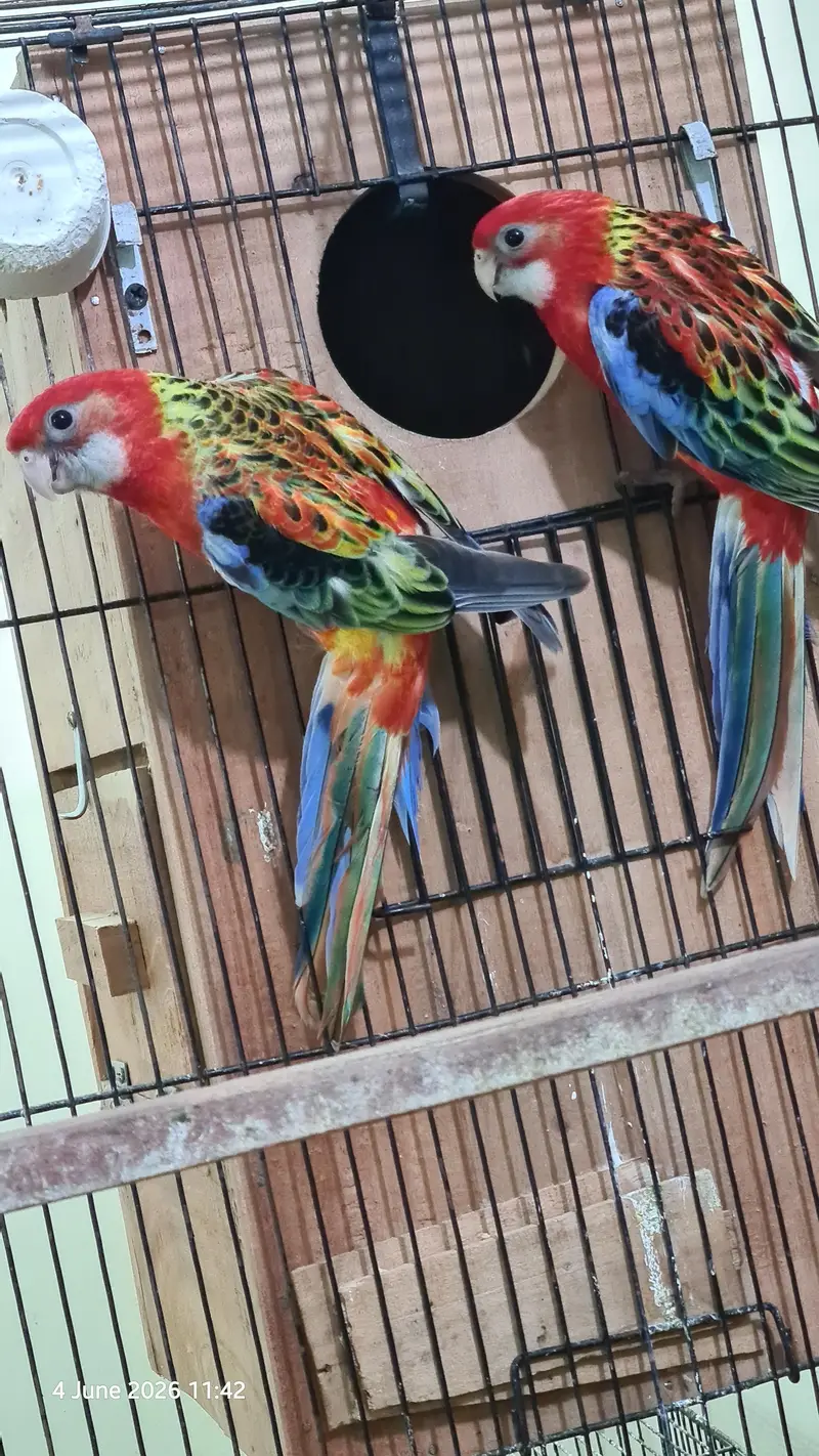 Red Rosella split rubino males with DNA — photo 4