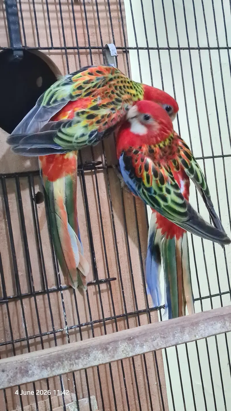 Red Rosella split rubino males with DNA — photo 5