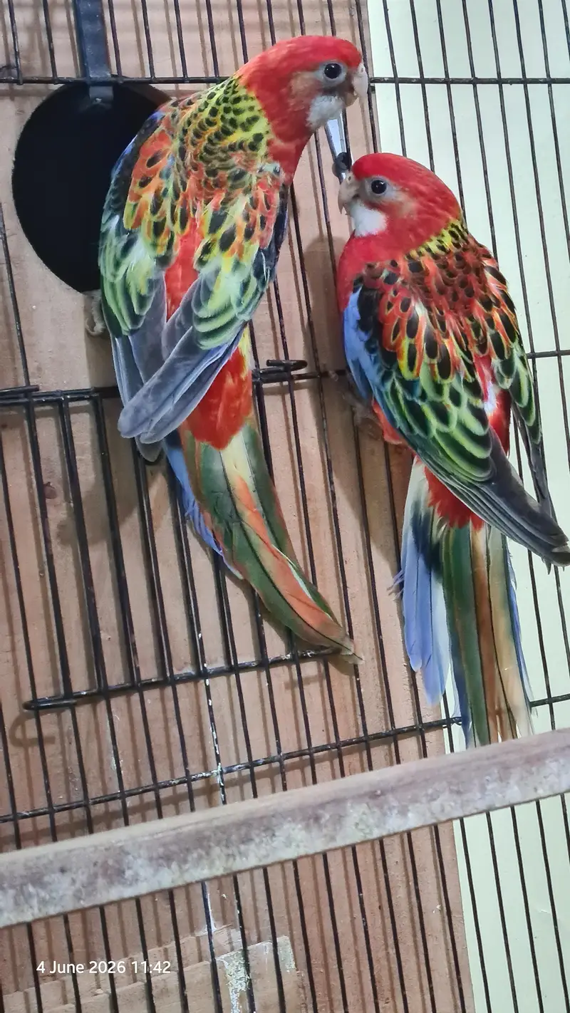 Red Rosella split rubino males with DNA — photo 6