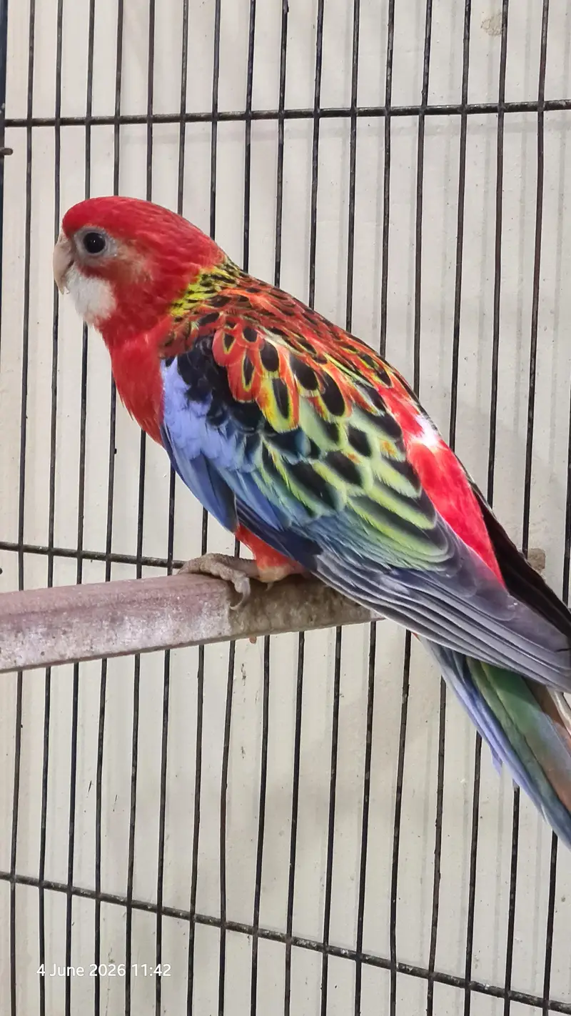 Red Rosella split rubino males with DNA — photo 7