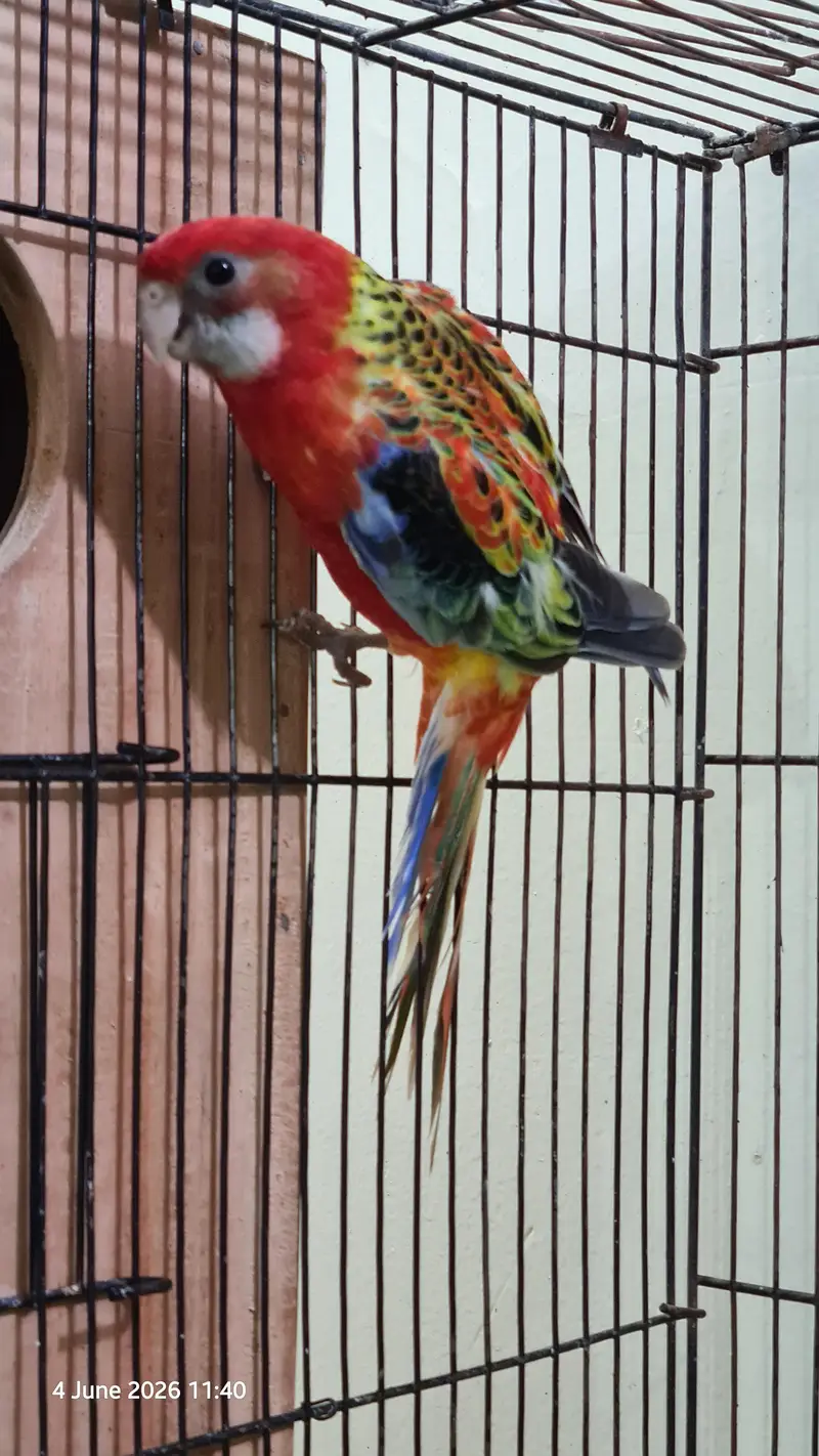 Red Rosella split rubino males with DNA — photo 8