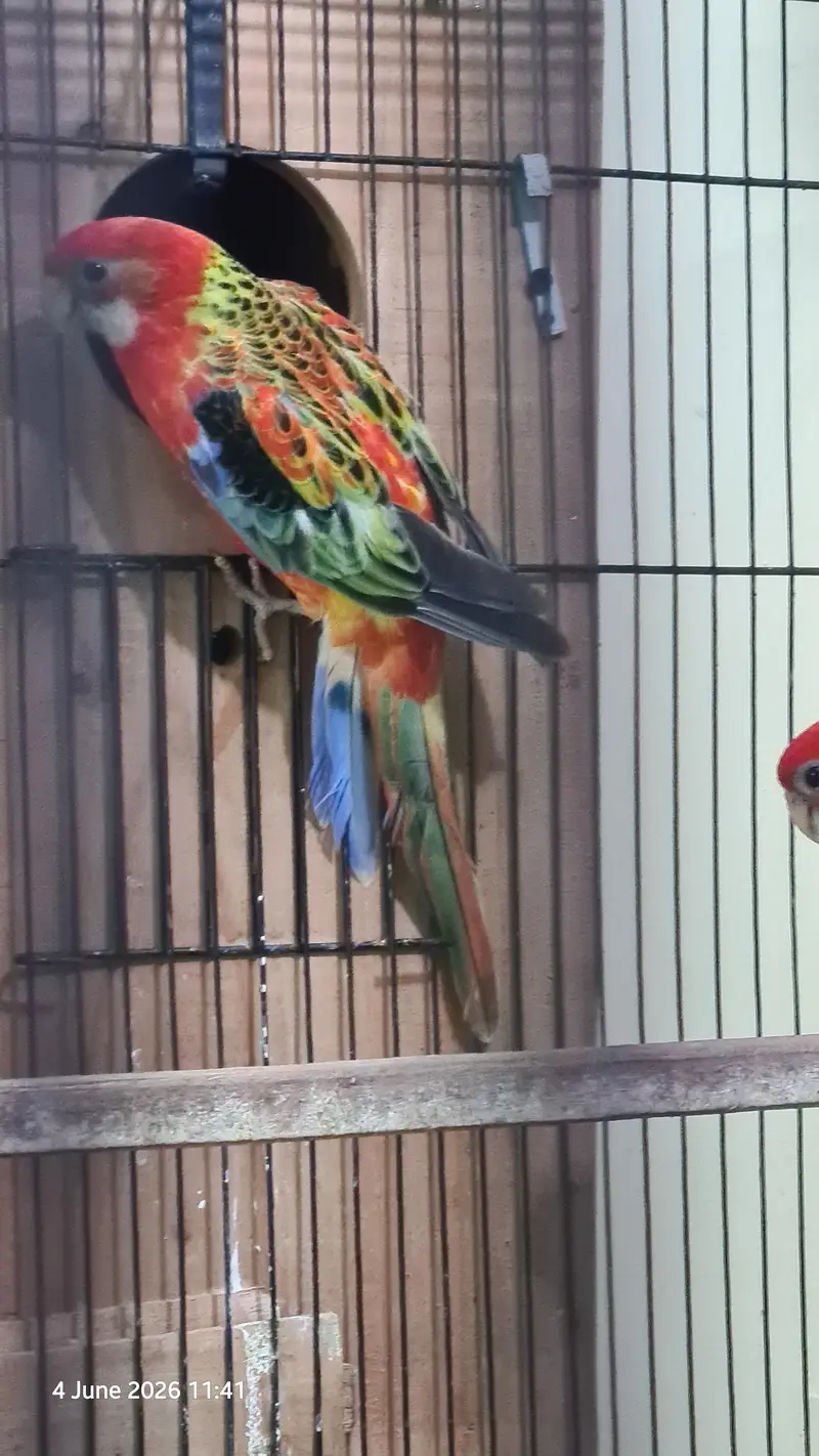 Red Rosella split rubino males with DNA — photo 9