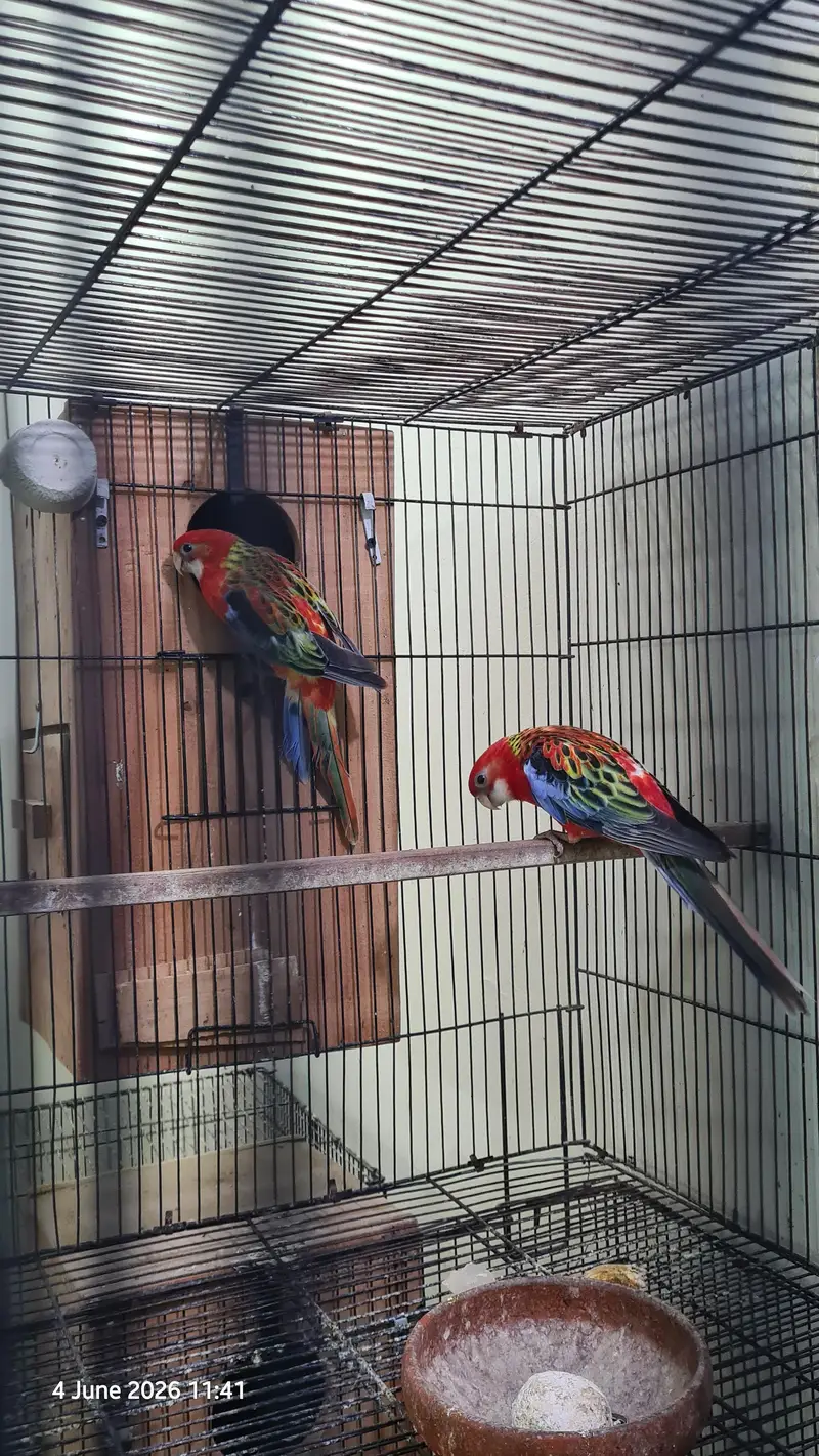 Red Rosella split rubino males with DNA — photo 10
