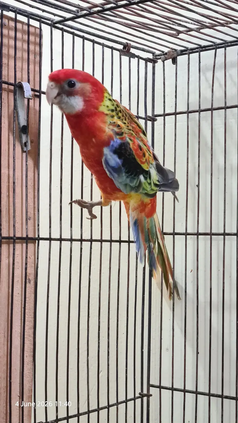 Red Rosella split rubino males with DNA — photo 11