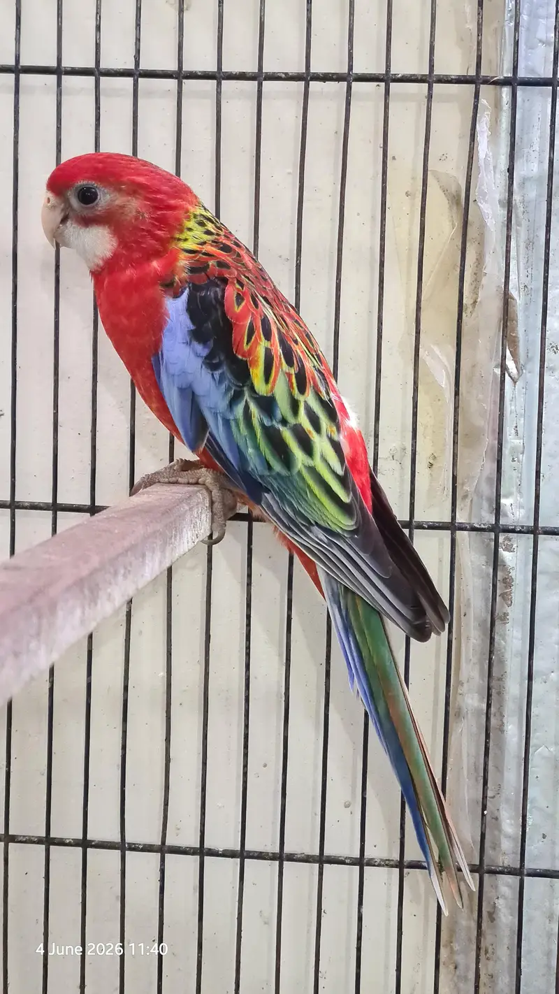 Red Rosella split rubino males with DNA — photo 12