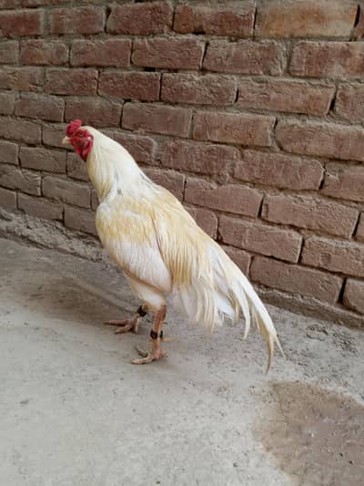 white boska male