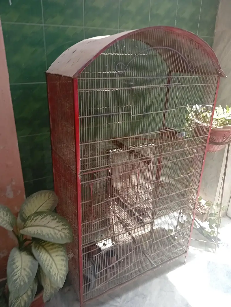 BIRDS CAGE — photo 4