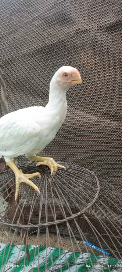 indian parrot beak chicks | long tail | imported Breed | high quality