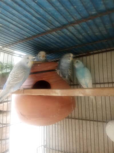 Budgies ready to first breed & pathy Pair