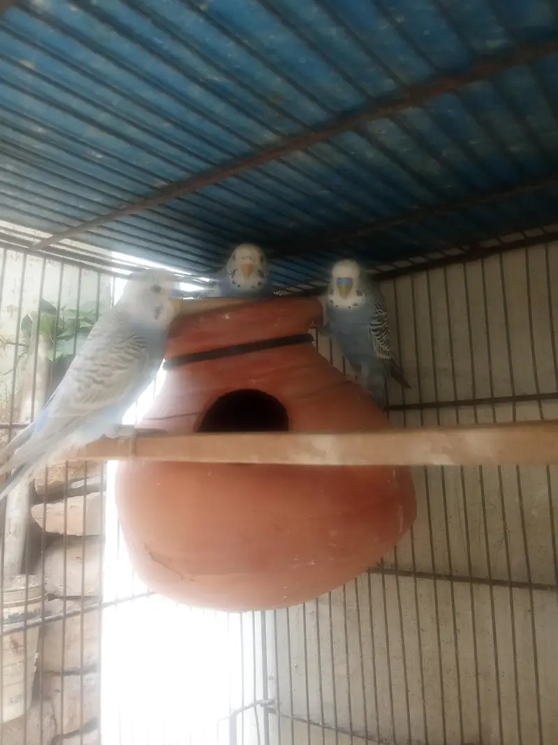 Budgies ready to first breed & pathy Pair — photo 2
