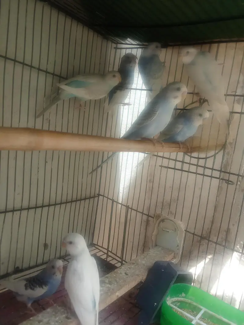Budgies ready to first breed & pathy Pair — photo 3