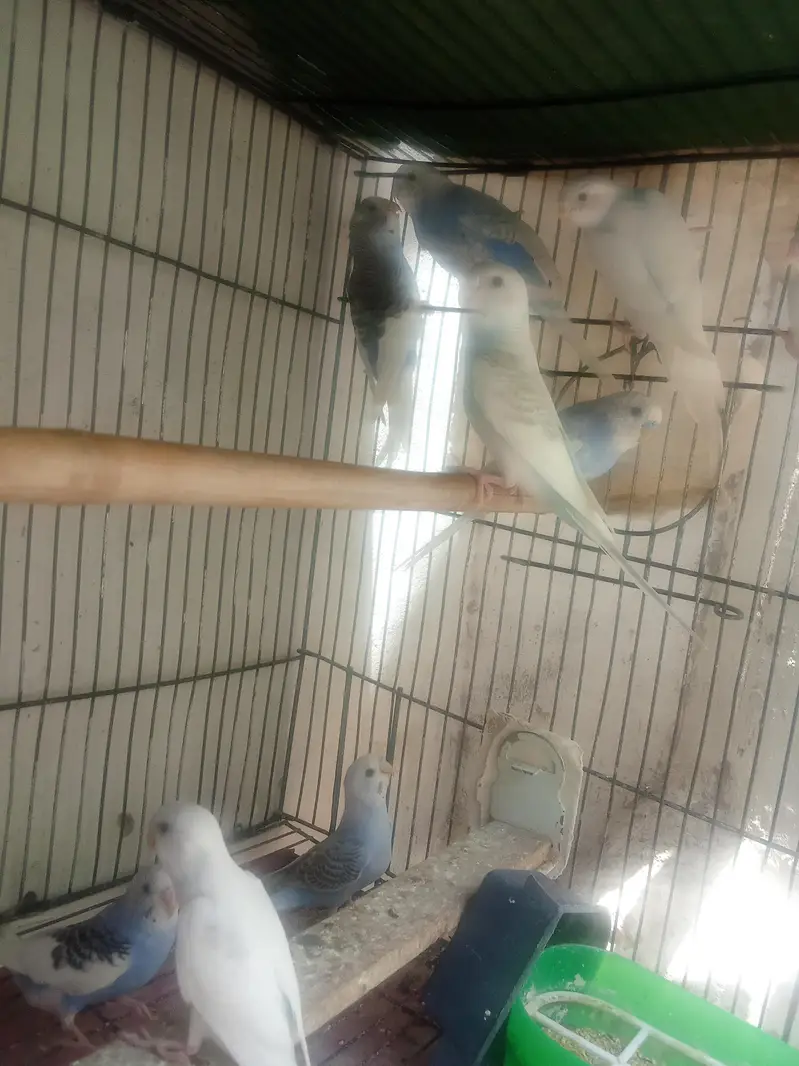Budgies ready to first breed & pathy Pair — photo 4