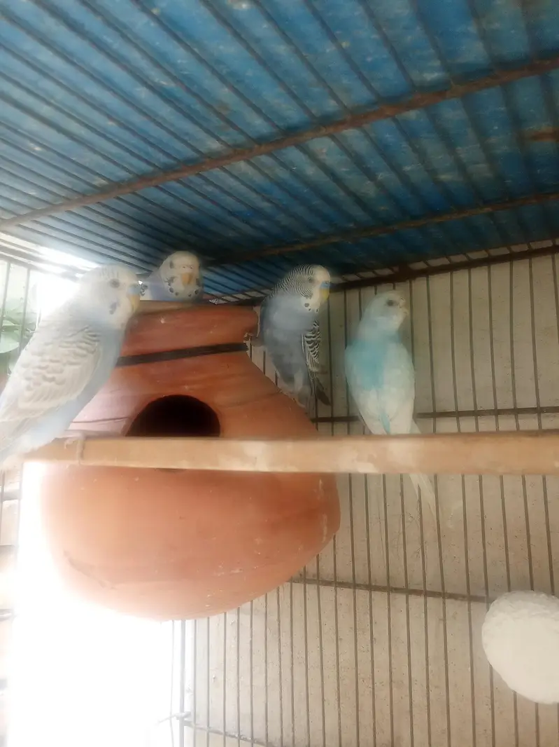 Budgies ready to first breed & pathy Pair — photo 5